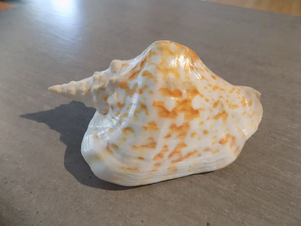 DSCN1252.webp