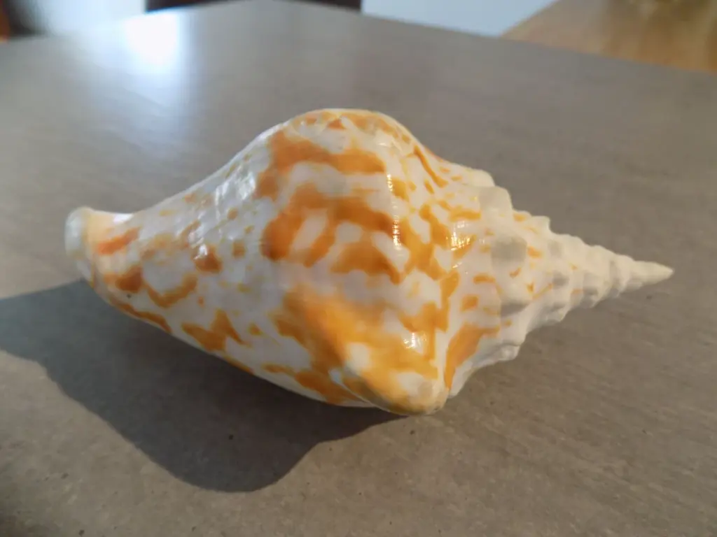 DSCN1253.webp