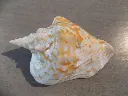 DSCN1255.webp