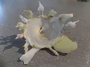 DSCN1259.webp