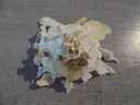 DSCN1260.webp