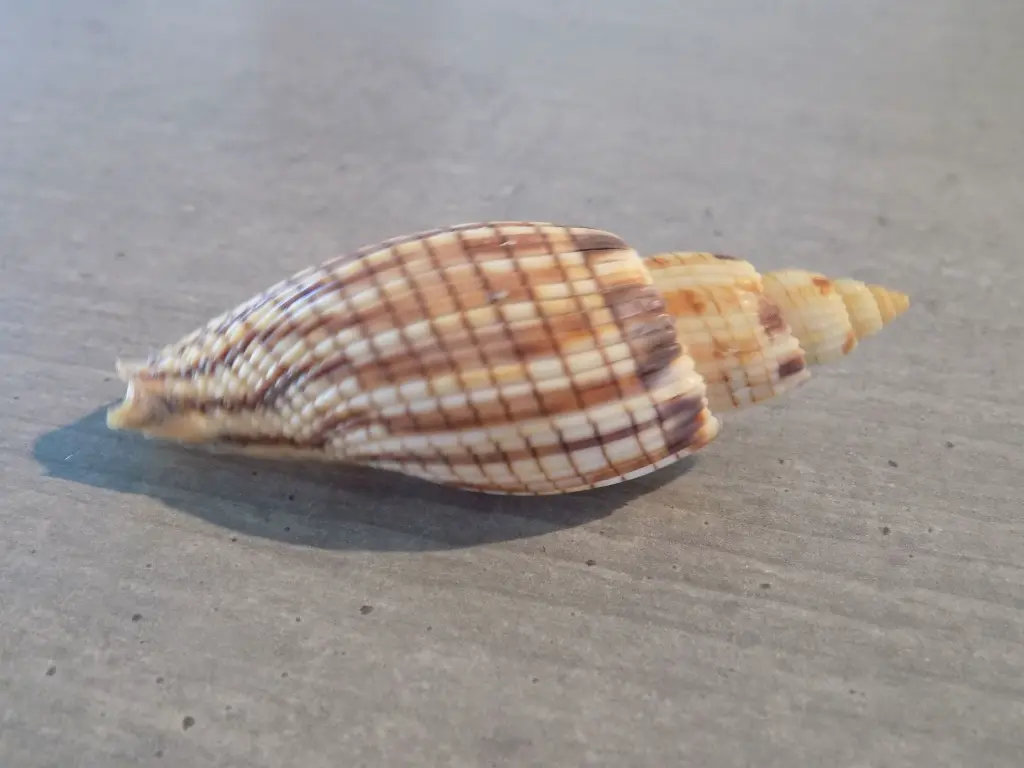 DSCN1290.webp