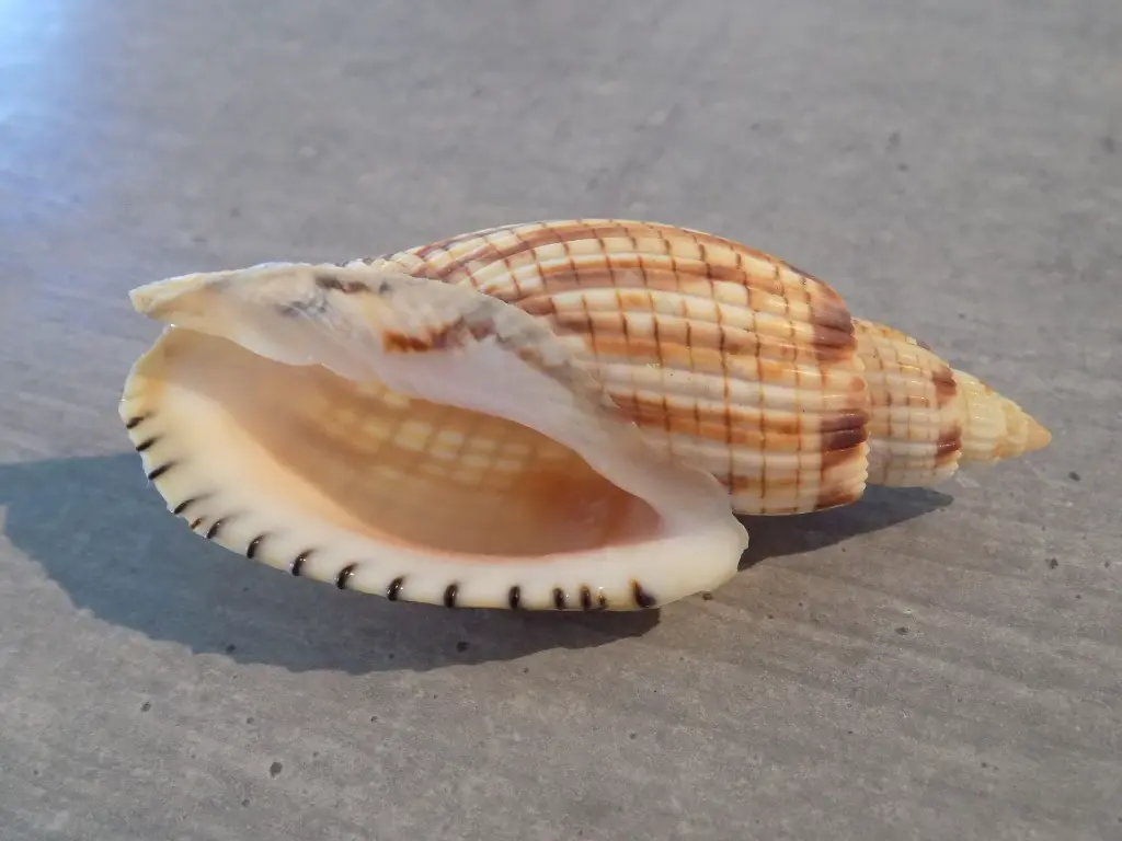 DSCN1291.webp