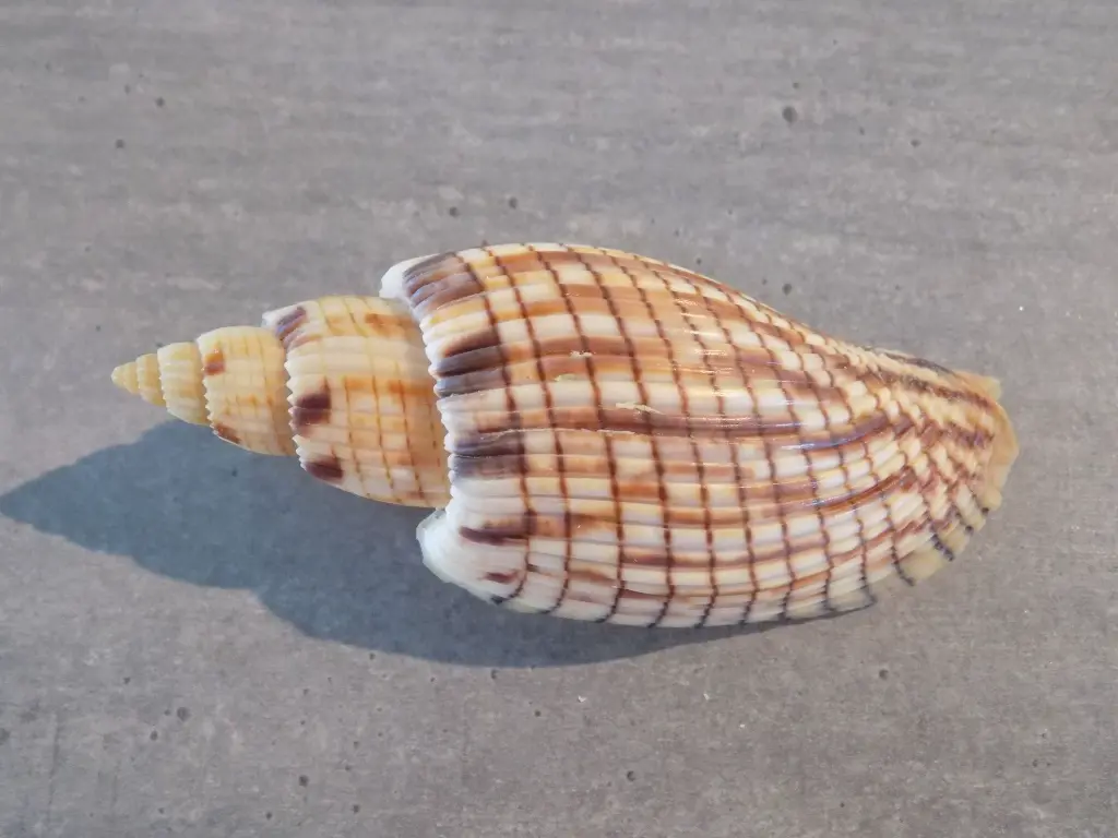 DSCN1292.webp