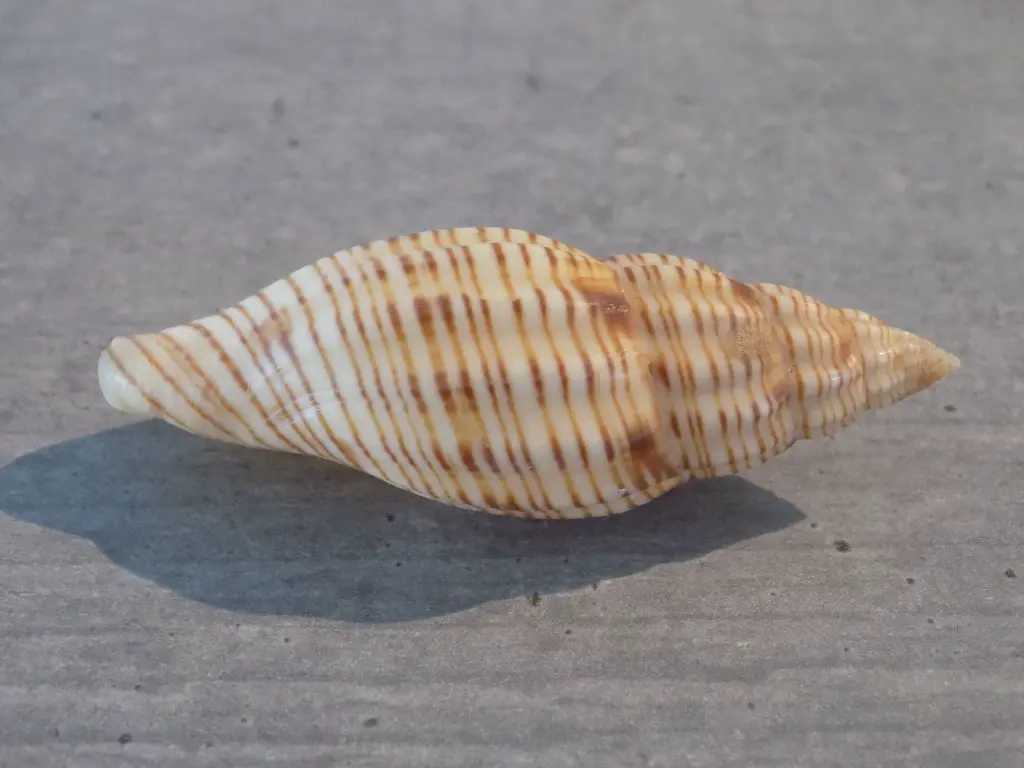 DSCN1296.webp