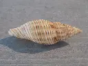 DSCN1296.webp