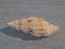 DSCN1298.webp