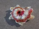 DSCN1287.webp