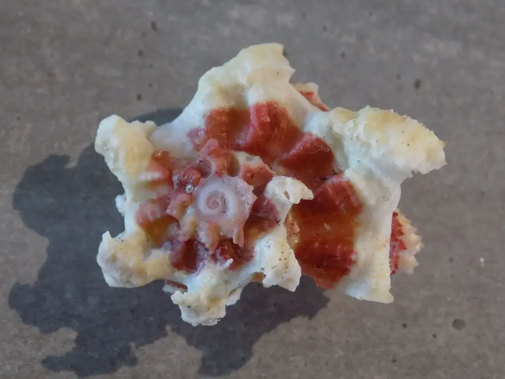 DSCN1288.webp