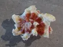 DSCN1288.webp