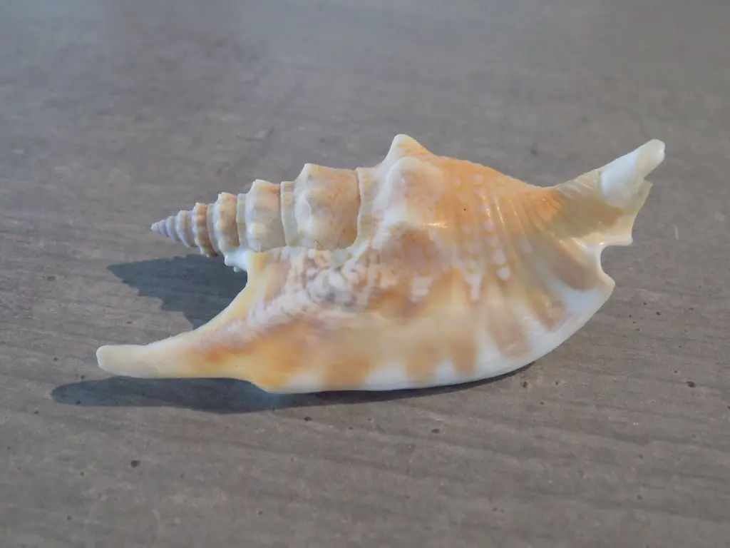 DSCN1282.webp