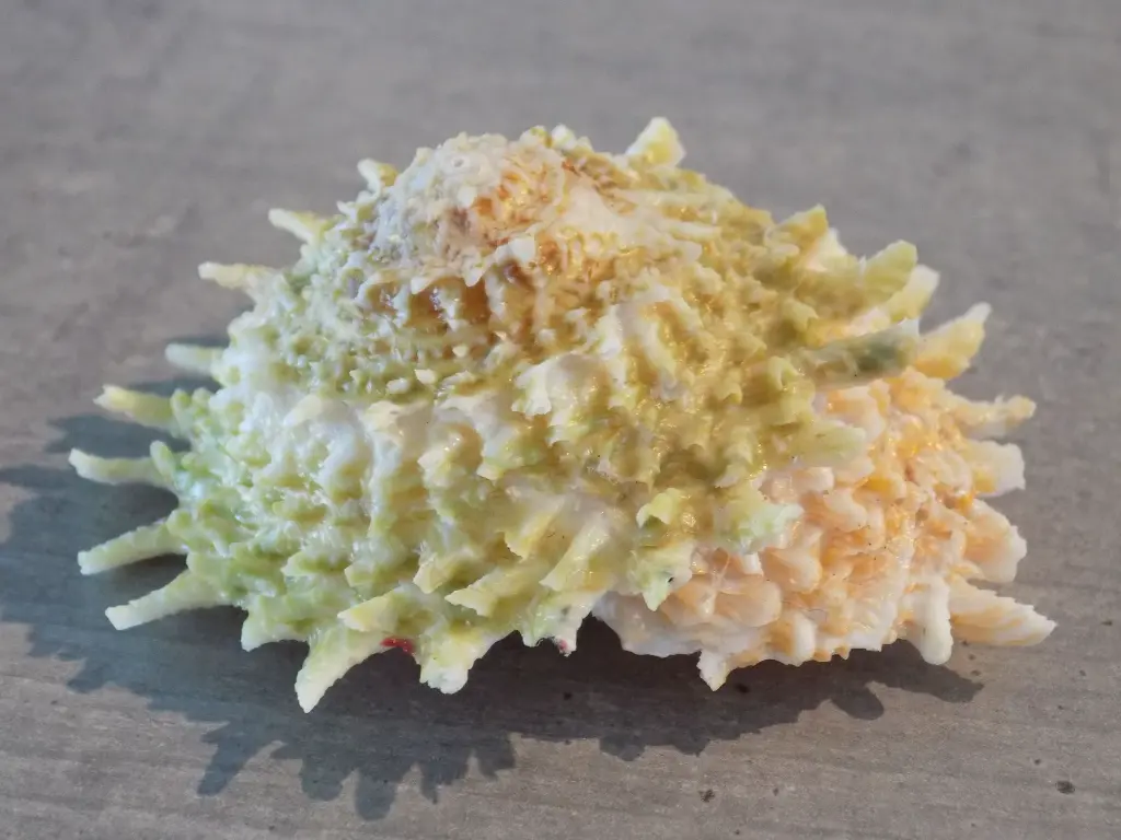 DSCN1264.webp
