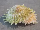 DSCN1264.webp