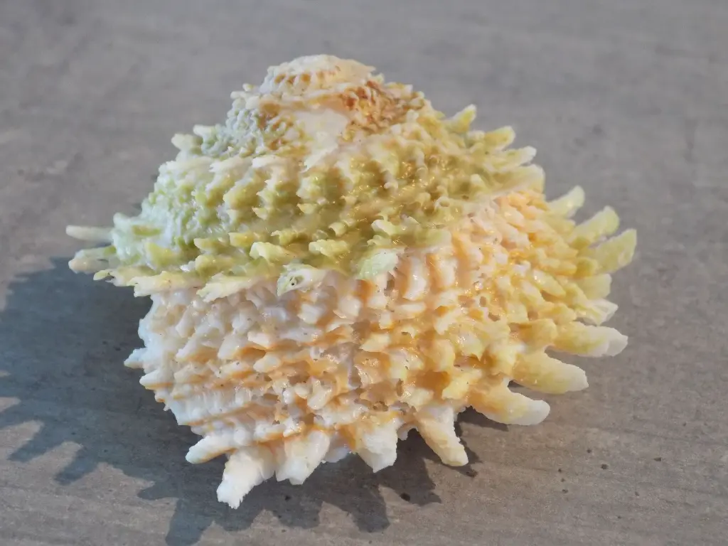 DSCN1265.webp