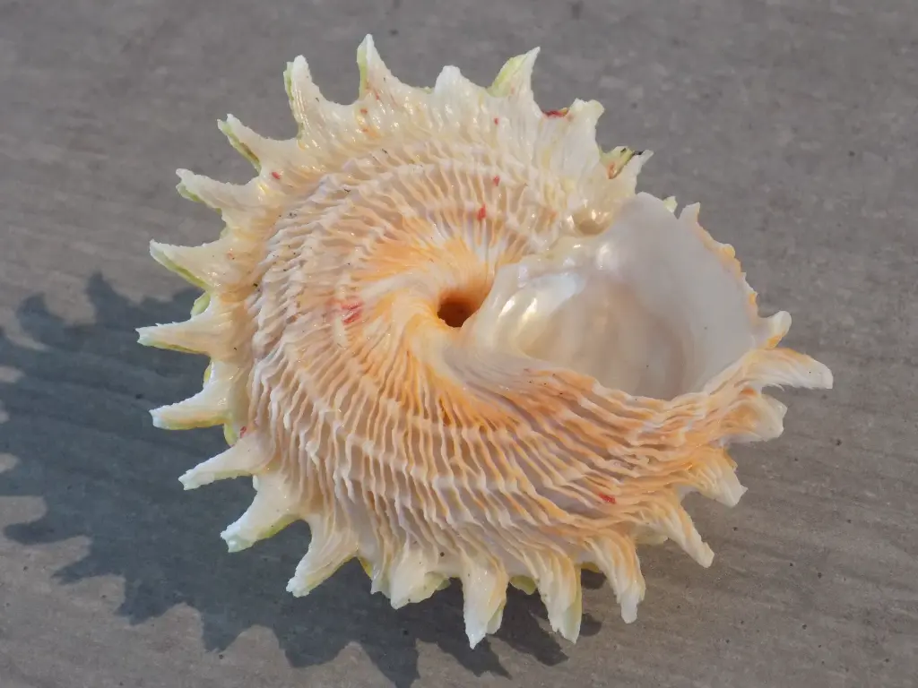 DSCN1267.webp