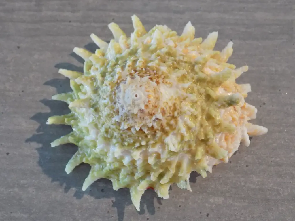 DSCN1268.webp