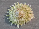 DSCN1268.webp