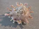 DSCN1271.webp