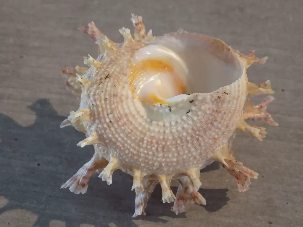 DSCN1273.webp