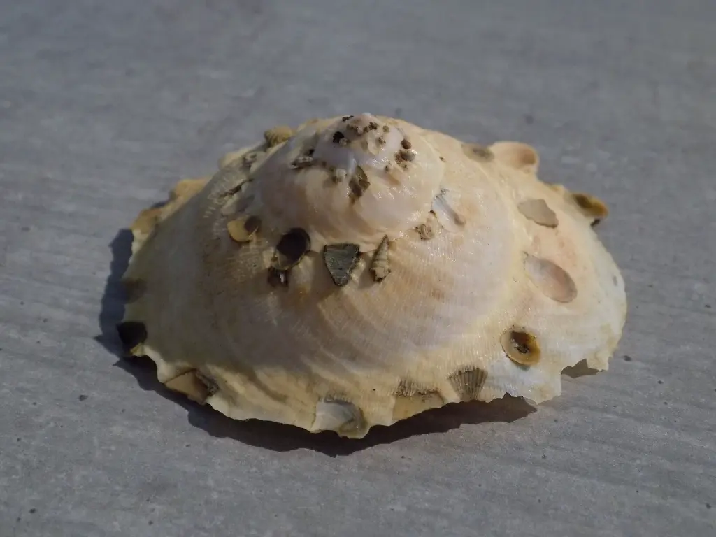DSCN1317.webp