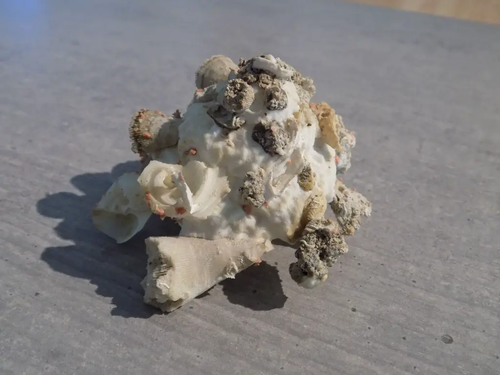 DSCN1330.webp