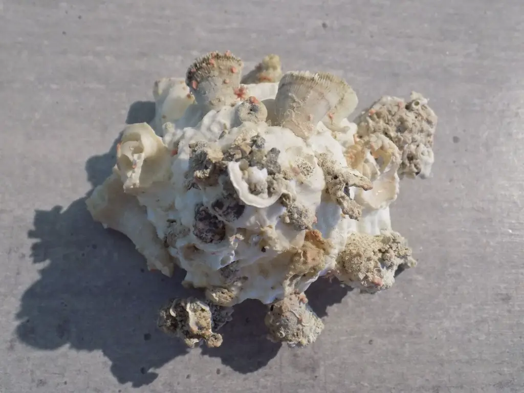 DSCN1335.webp