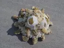 DSCN1340.webp