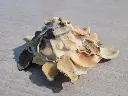 DSCN1343.webp