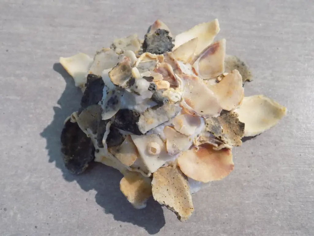 DSCN1346.webp