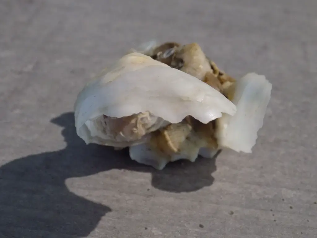 DSCN1365.webp