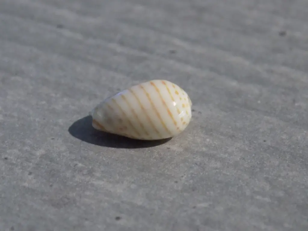 DSCN1381.webp