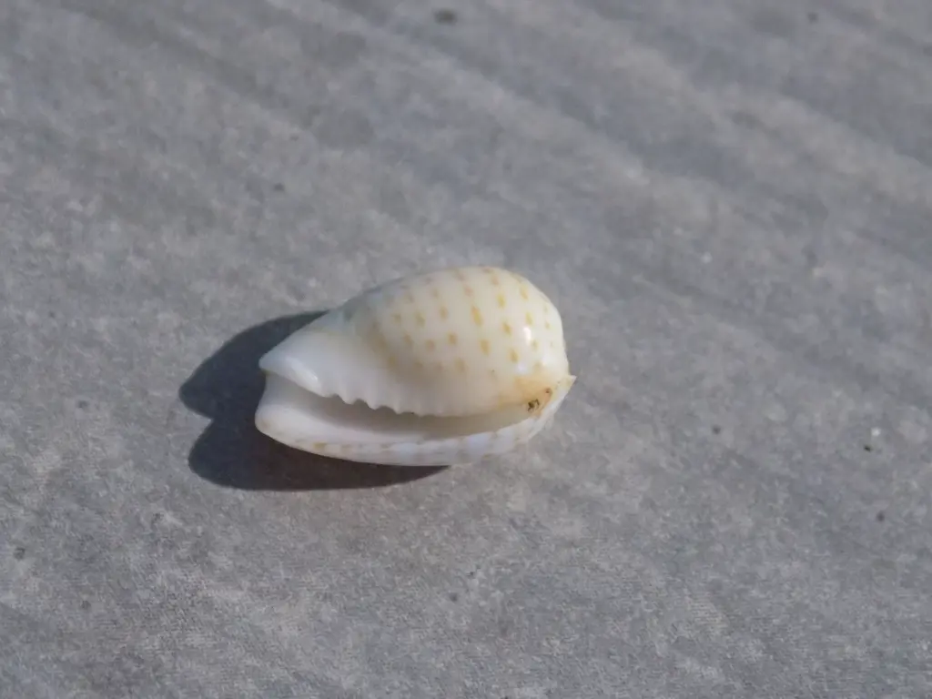 DSCN1382.webp