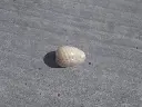 DSCN1384.webp