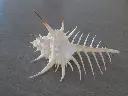 DSCN1386.webp