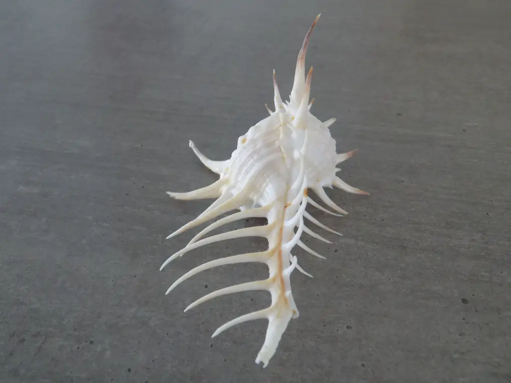 DSCN1388.webp