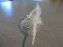 DSCN1393.webp