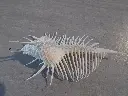 DSCN1394.webp