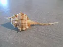 DSCN1424.webp