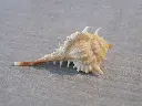 DSCN1435.webp