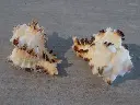 DSCN1451.webp