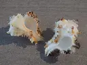 DSCN1452.webp