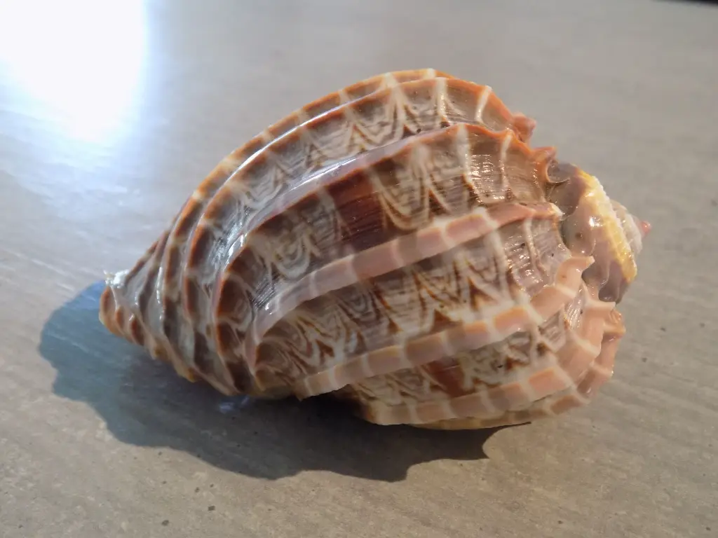 DSCN1538.webp