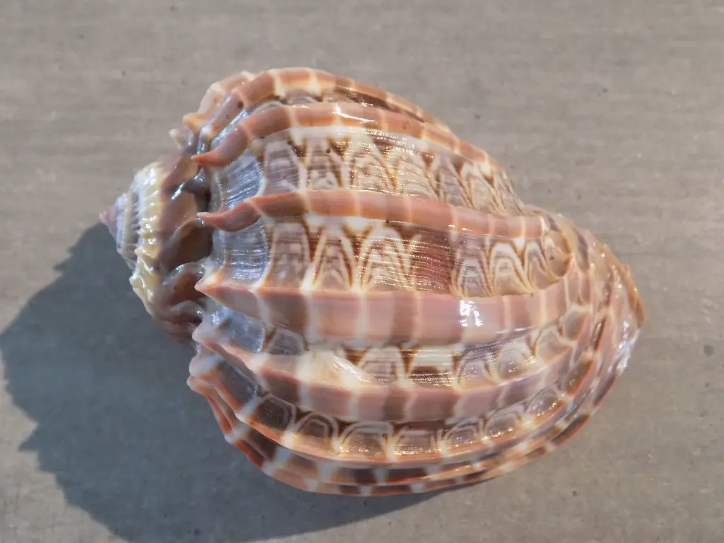 DSCN1540.webp