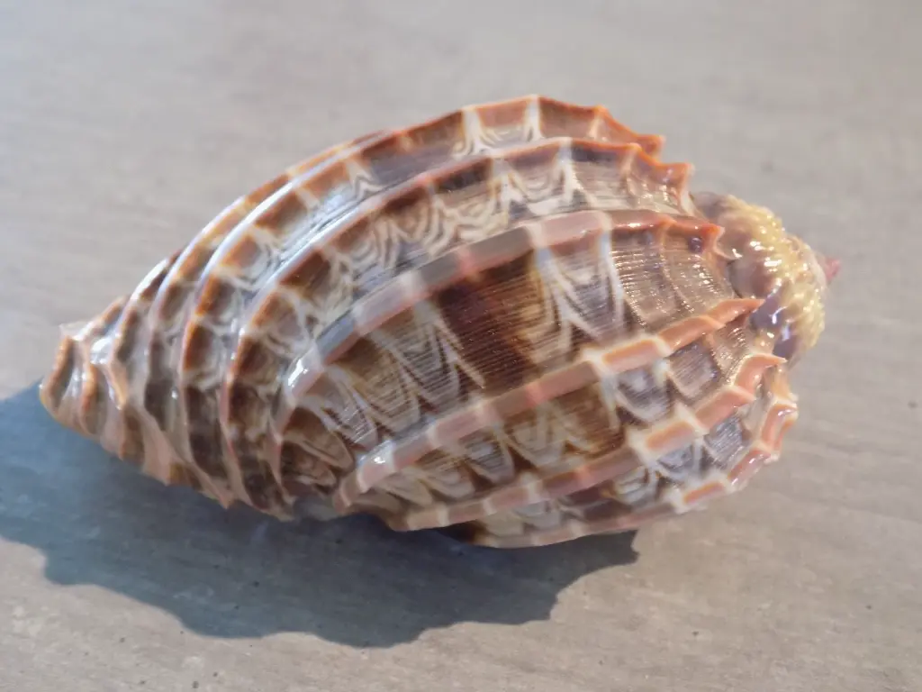 DSCN1543.webp