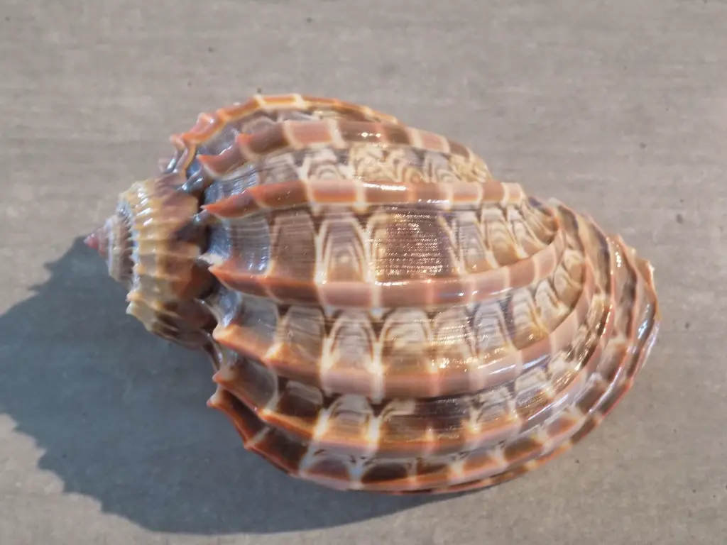 DSCN1545.webp