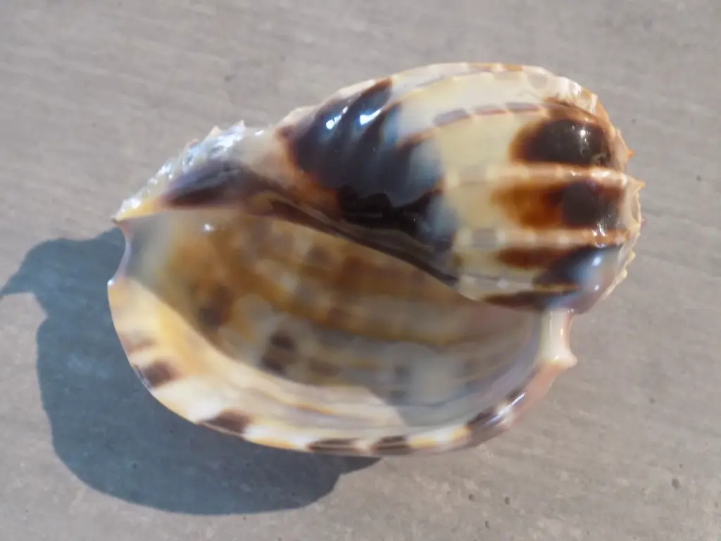 DSCN1548.webp
