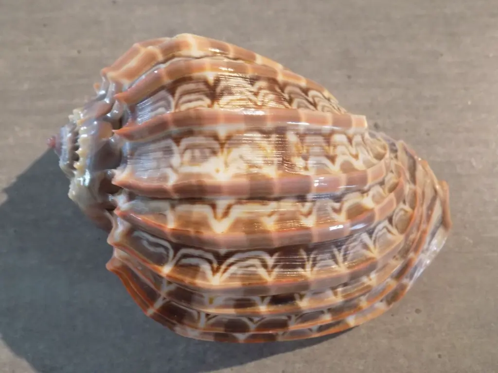 DSCN1549.webp