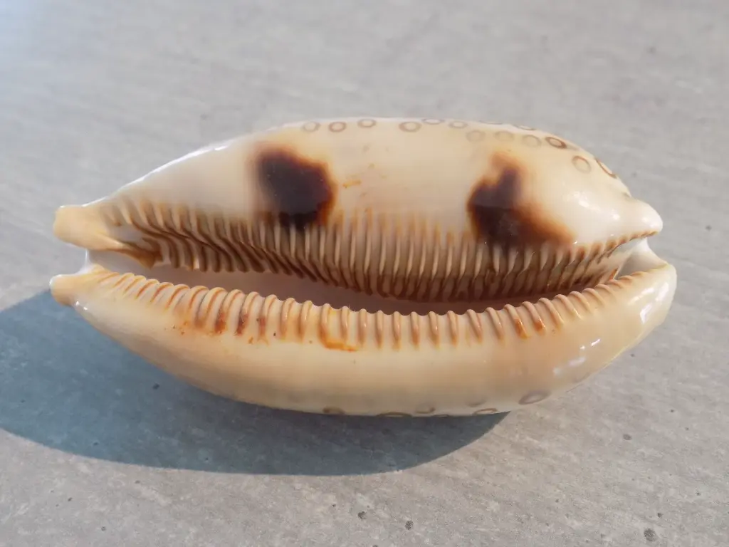 DSCN1581.webp