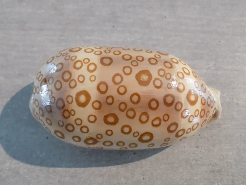 DSCN1582.webp