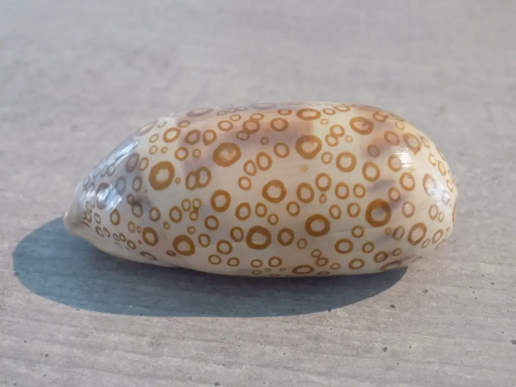 DSCN1585.webp